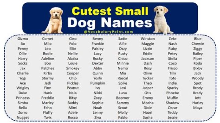 200+ Dog Names That Start With K For Your Kawaii Puppy