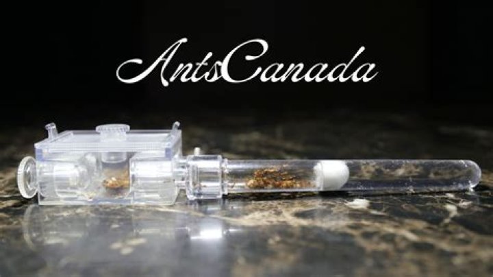 AntsCanada Biography And Net Worth