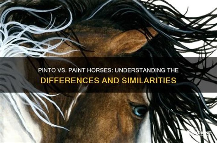 Are pinto and paint horses the same