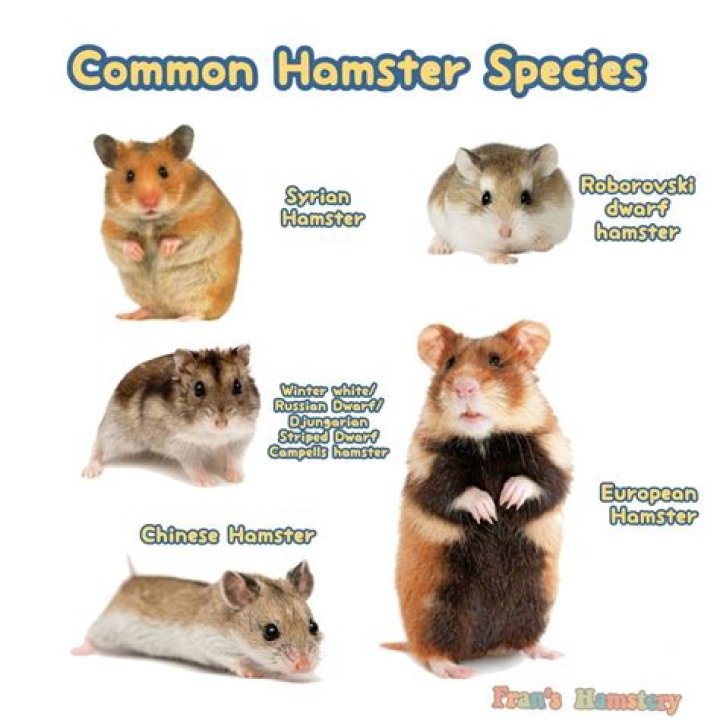Are tumors common in hamsters
