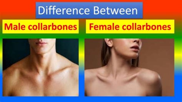 Are visible collarbones genetic