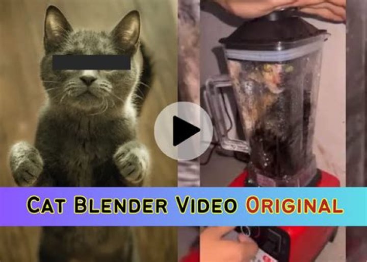 Cat In Blender Video Gone Viral On Reddit: Who Put The Cat In Blender?