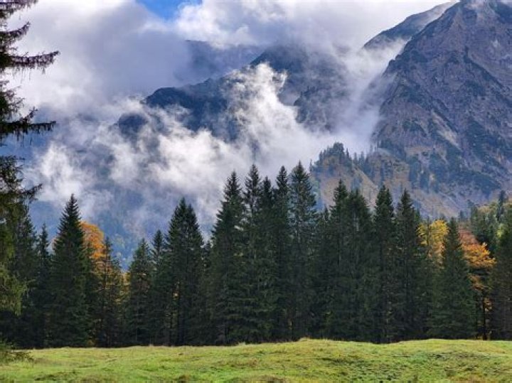 Characteristics of alpine forest