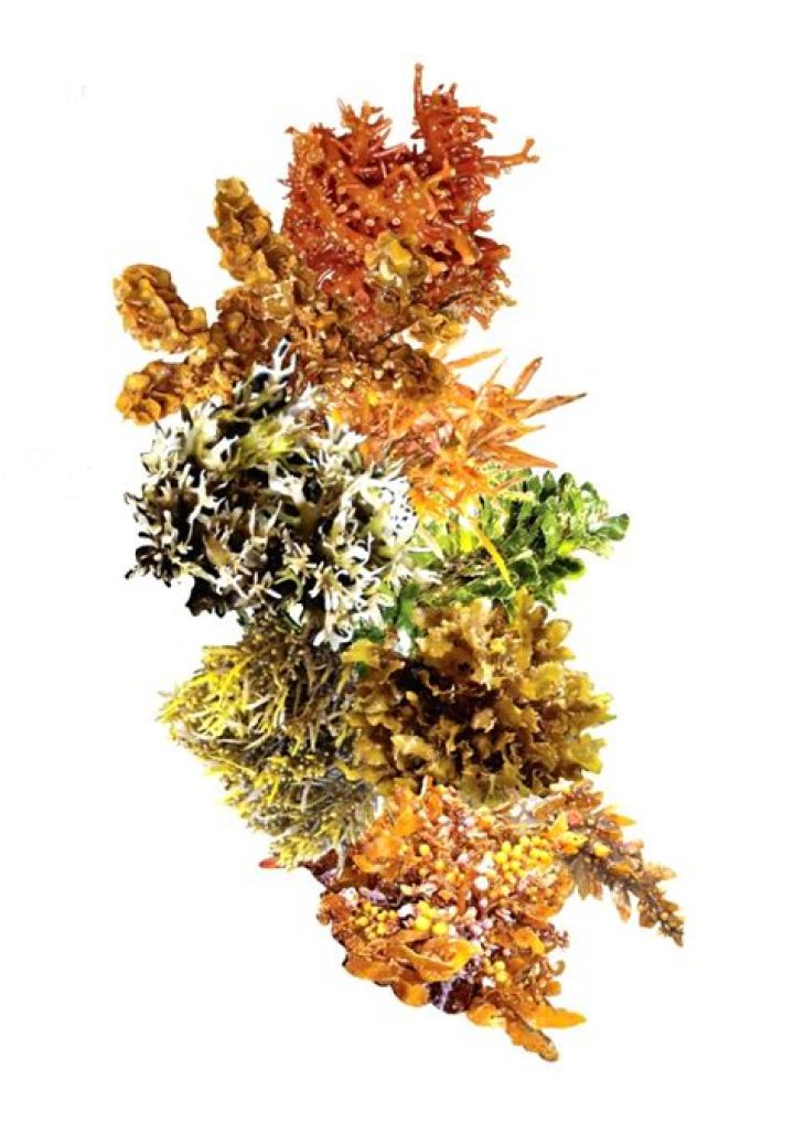 
CMFRI comes up with natural remedy for fatty liver disease from seaweeds 