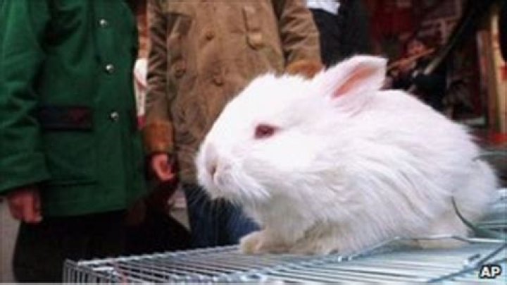Crush Rabbit Sequel & Chinese Rabbit Crushing Viral Video