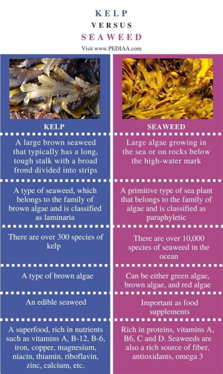 Difference between kelp and seaweed