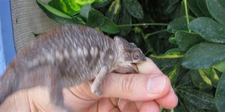 Do chameleon bites hurt