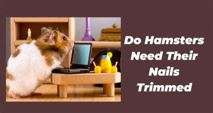 Do hamsters nails need to be trimmed