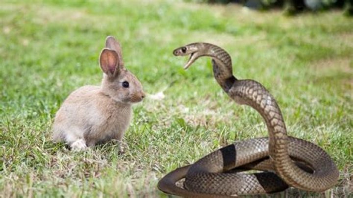 Do snakes attack rabbits
