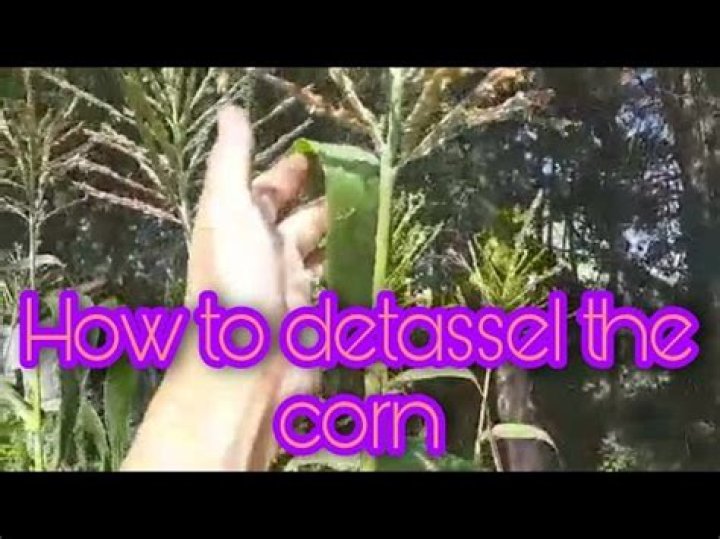 Do you detassel sweet corn