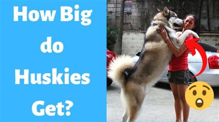 How big do huskies get