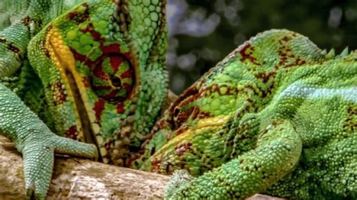How do chameleon protect from enemies
