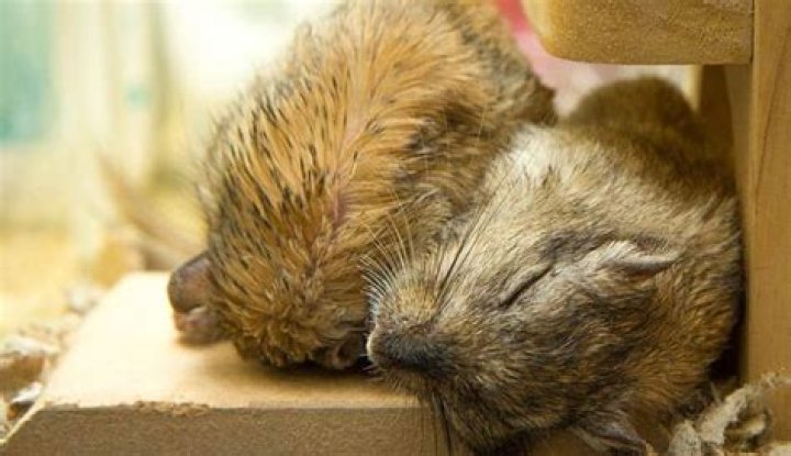 How do gerbils sleep
