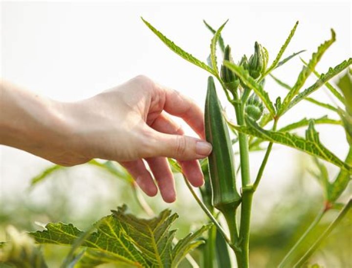 How do you remove fuzz from okra