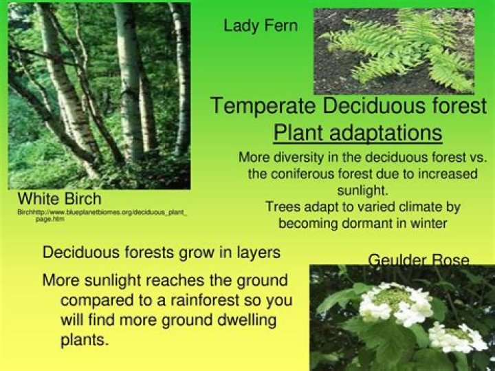 How does the lady fern adapt to the deciduous forest