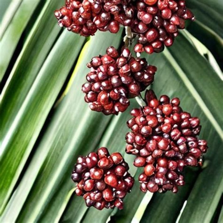 How much are palmetto berries a pound