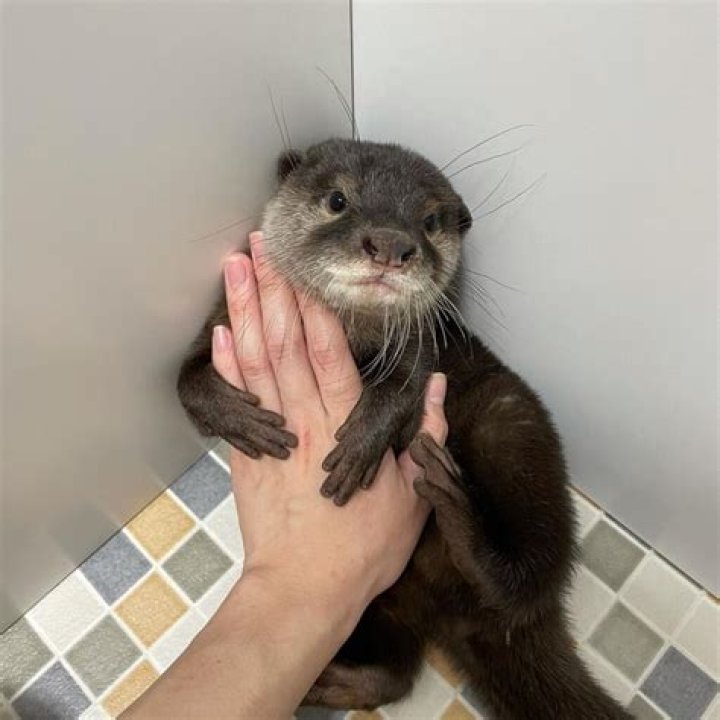 How much is a pet otter