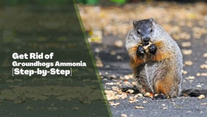 How to get rid of groundhogs ammonia