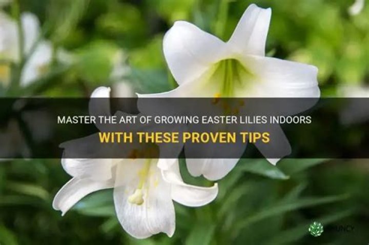 How to grow easter lilies