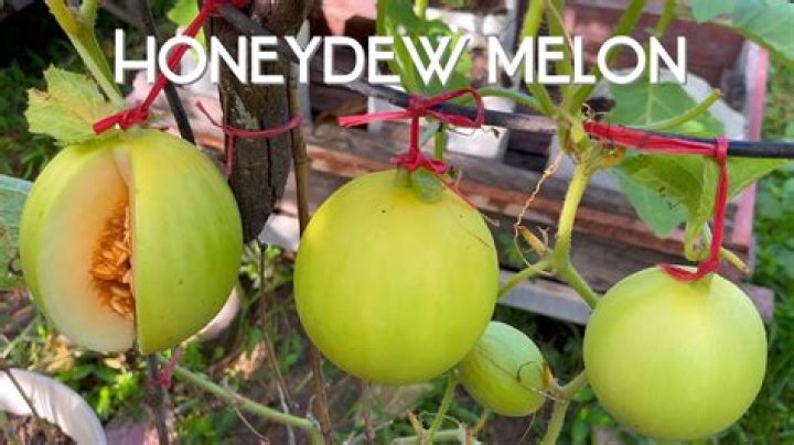How to grow honeydew melon
