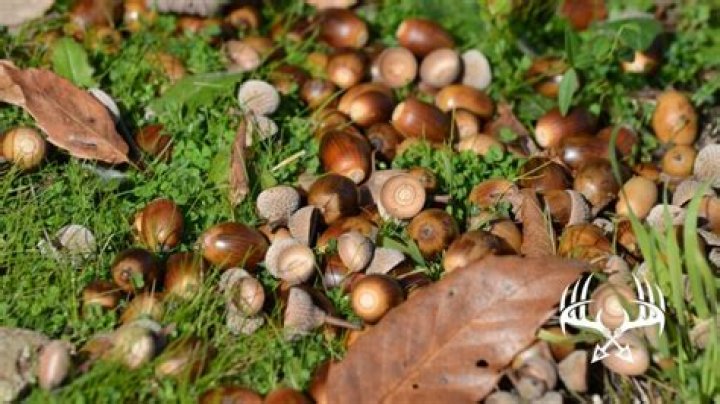 How to preserve acorns for deer