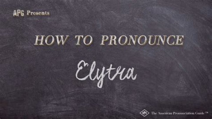 How to pronounce elytra
