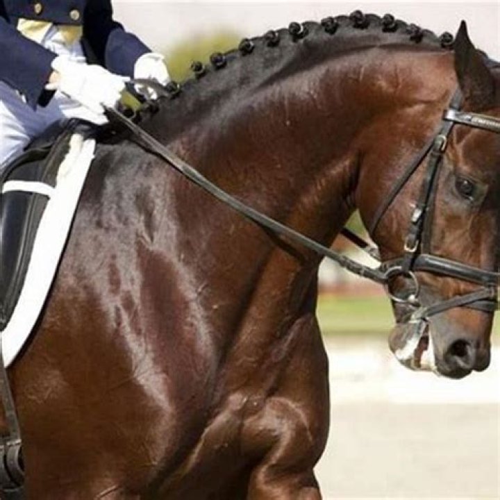 Is dressage training cruel