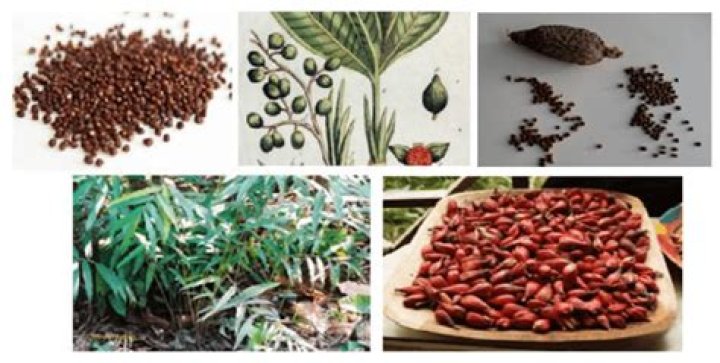 THE COMPARATIVE EFFECT OF MYRISTICA FRAGANS (NUTMEG) AND AFRAMOMUM MELEGUETA (ALLIGATOR PEPPER) ON DEMESTES MACULATUS DEGEER