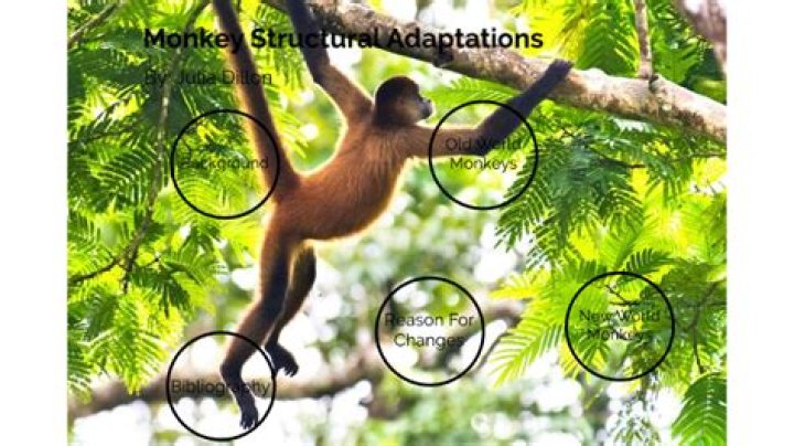 What are some adaptations that monkeys have