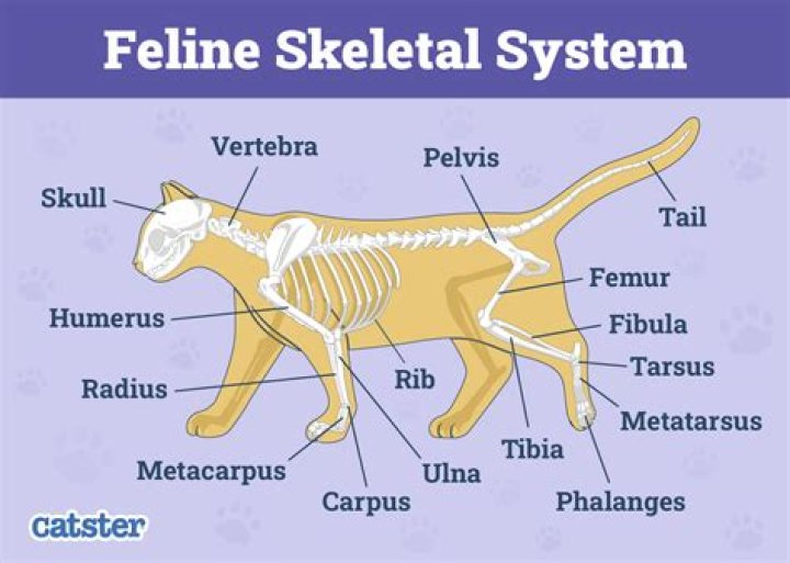 What is a tail like structure that functions