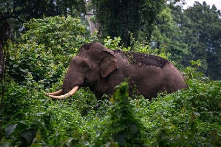 What Is Maya Murmu? Elephant Poacher Was Killed In Raipal Village