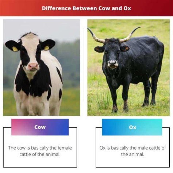 What is the Difference Between Beef and Ox