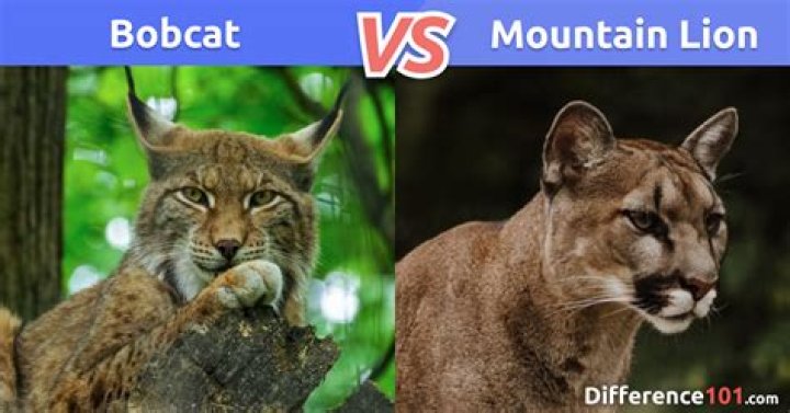 What is the Difference Between Bobcat and Mountain Lion