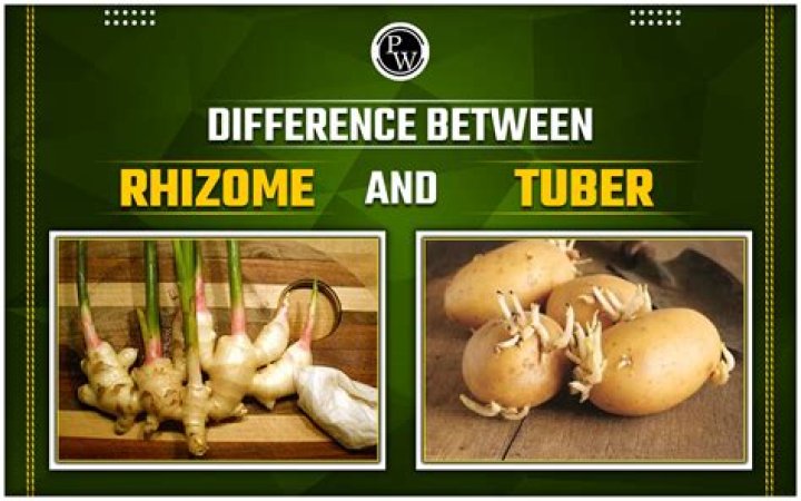 What is the Difference Between Rhizome and Tuber