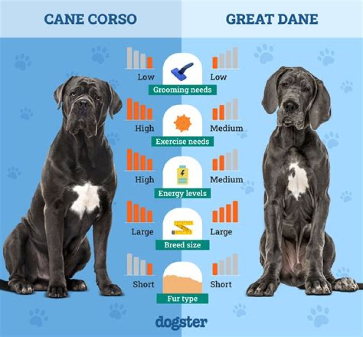 Who is Australian Singer Daine? Everything To Know About