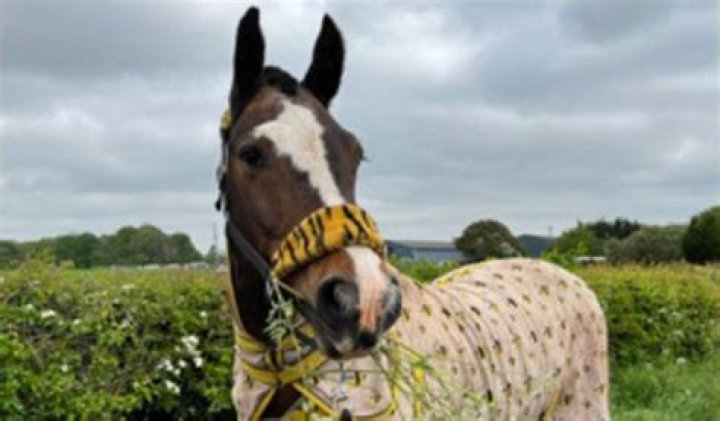 Who Is Tommy Burns Horse Killer? Wikipedia and Net Worth