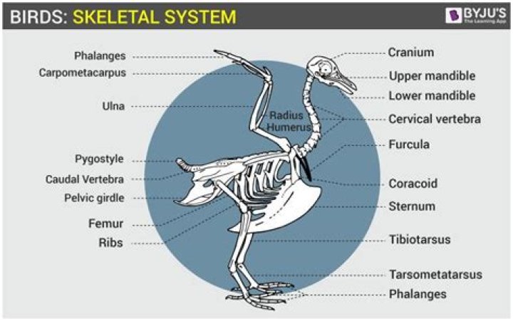 Why do birds have a keeled sternum